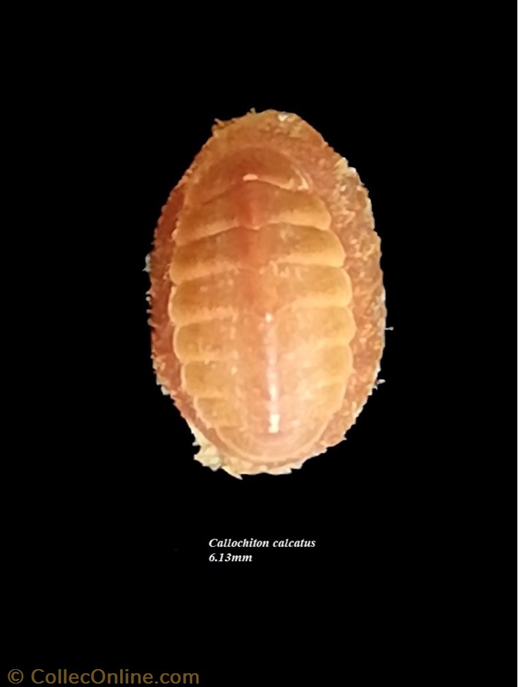 Callochiton calcatus 6.13mm coquillage fossile polyplacophora callochiton calcatus 6 13mm