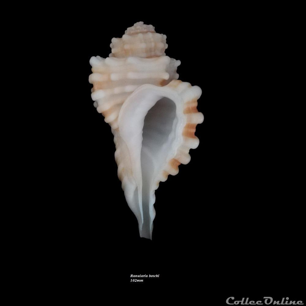 Ranularia boschi 102mm coquillage fossile gastropodum ranularia boschi 102mm