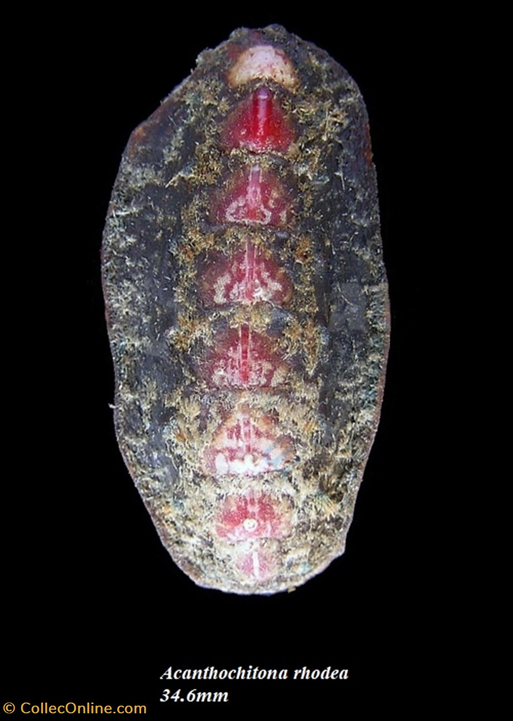 Acanthochitona rhodea 34.6mm coquillages fossiles polyplacophora acanthochitona rhodea 34 6mm
