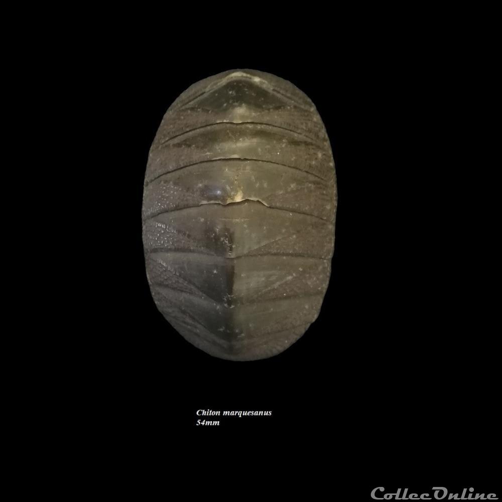 Chiton marquesanus 49mm coquillage fossile polyplacophora chiton marquesanus 49mm