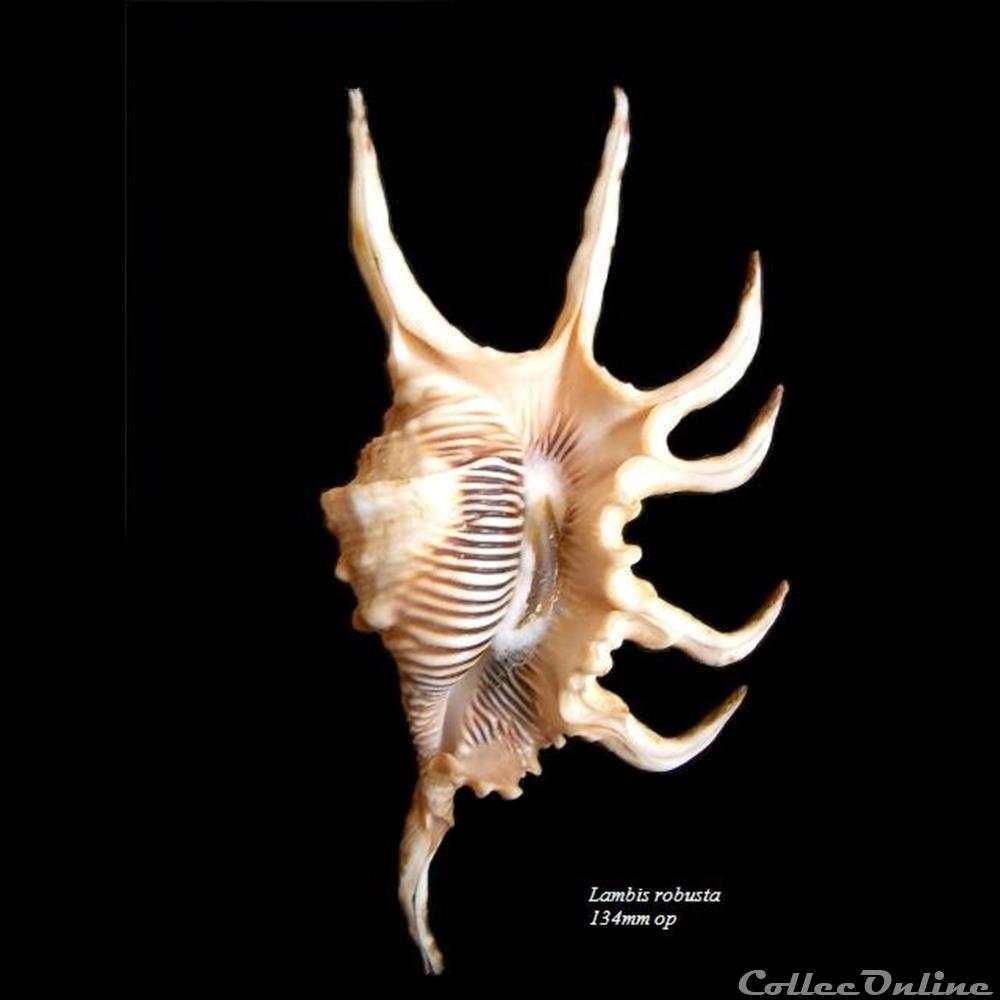 Lambis robusta 134mm WO coquillage fossile gastropodum lambis robusta 134mm wo