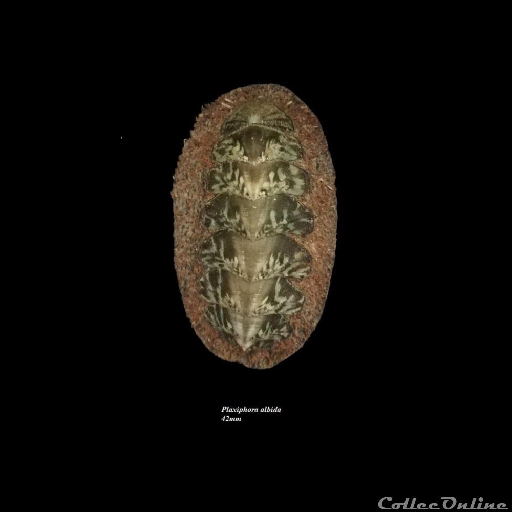 coquillage fossile polyplacophora plaxiphora albida 42mm