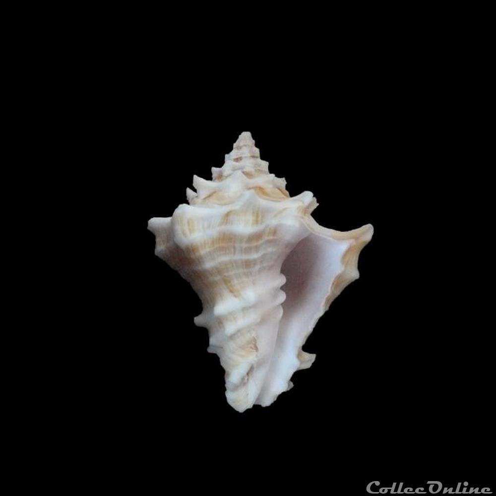 Vasum stephanti 53mm coquillage fossile gastropodum vasum stephanti 53mm