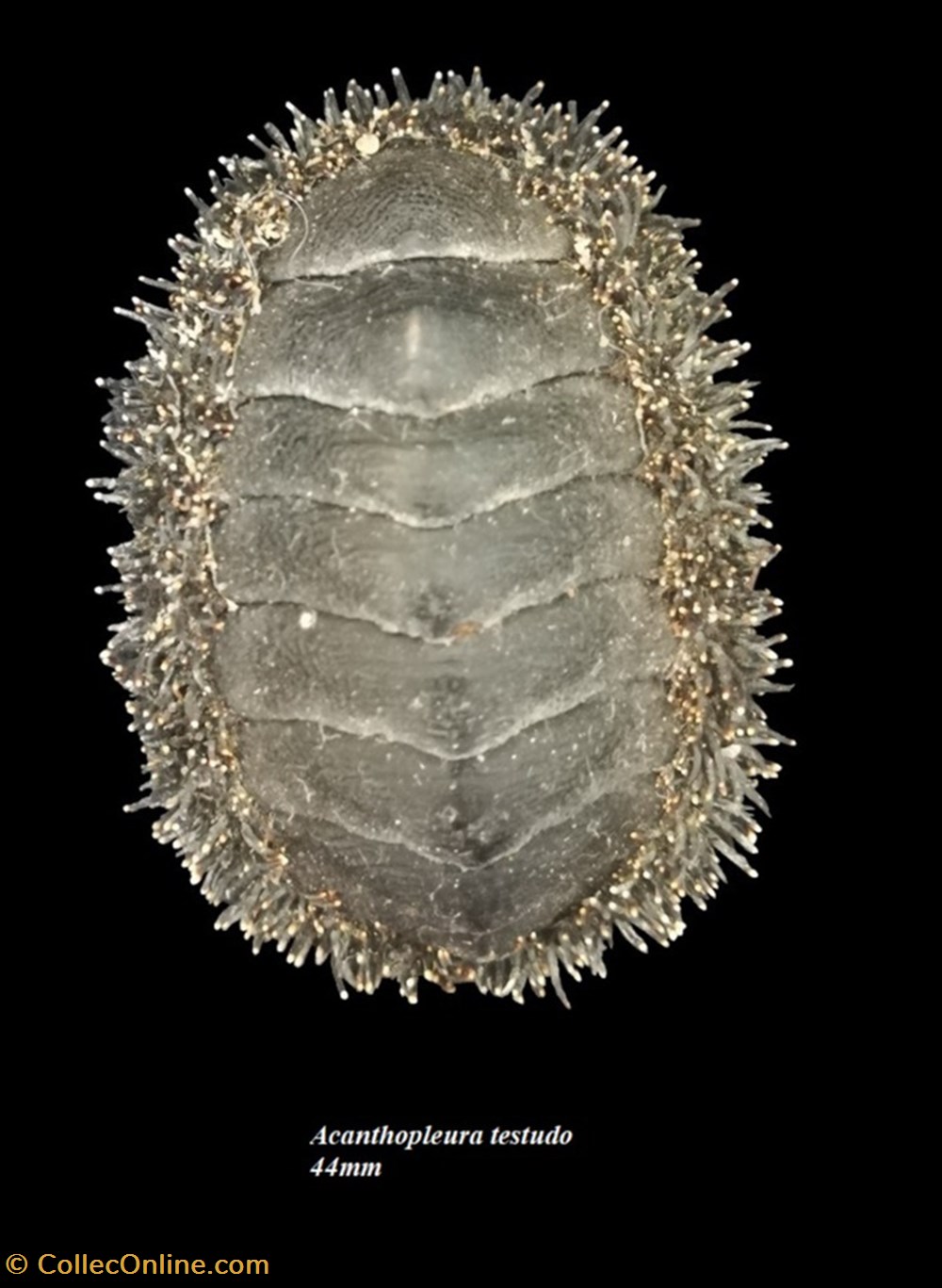 Acanthopleura testudo 44mm coquillages fossiles polyplacophora acanthopleura testudo 44mm