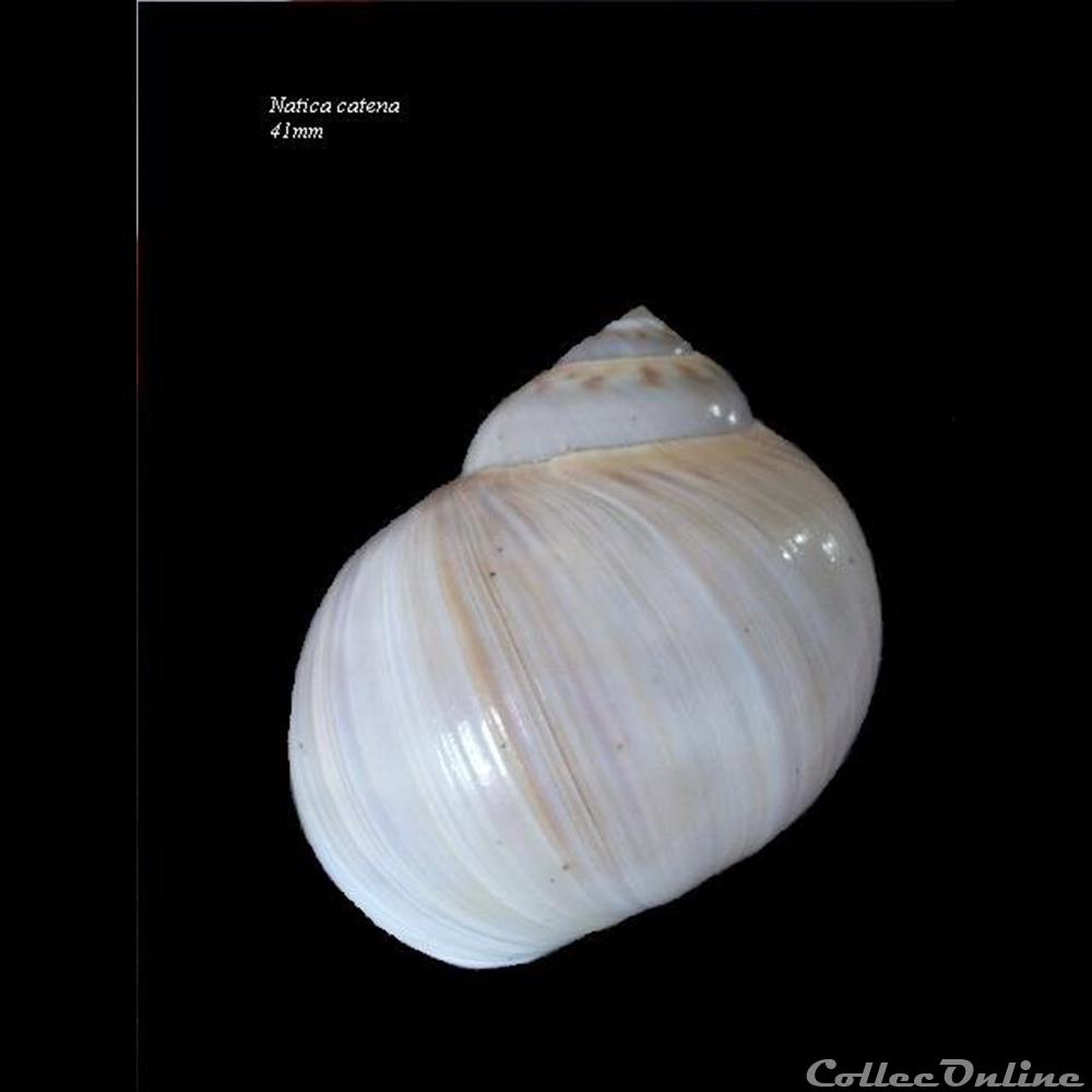 coquillage fossile gastropodum natica catena 41mm