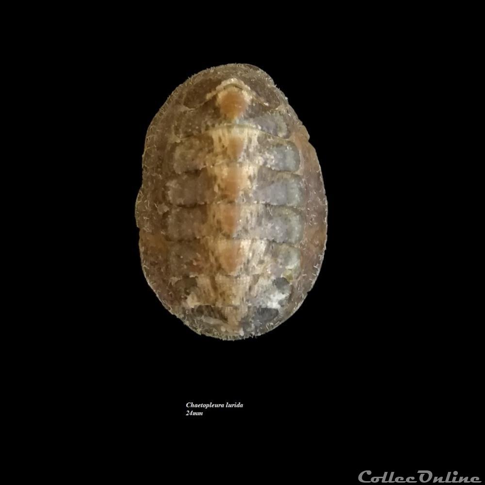 Chaetopleura lurida 24mm coquillage fossile polyplacophora chaetopleura lurida 24mm