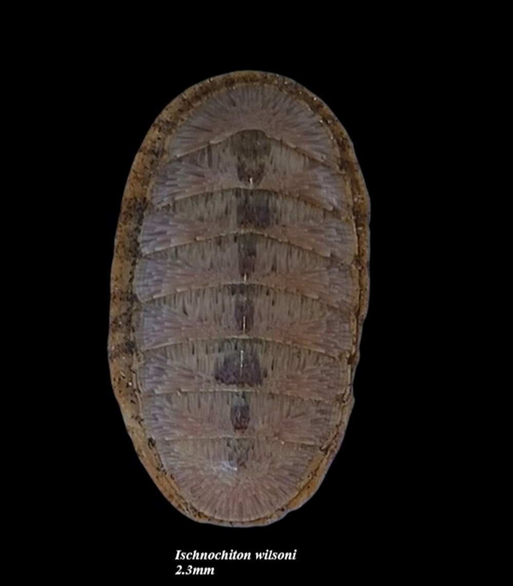 Ischnochiton wilsoni 23mm coquillages fossiles polyplacophora ischnochiton wilsoni 23mm