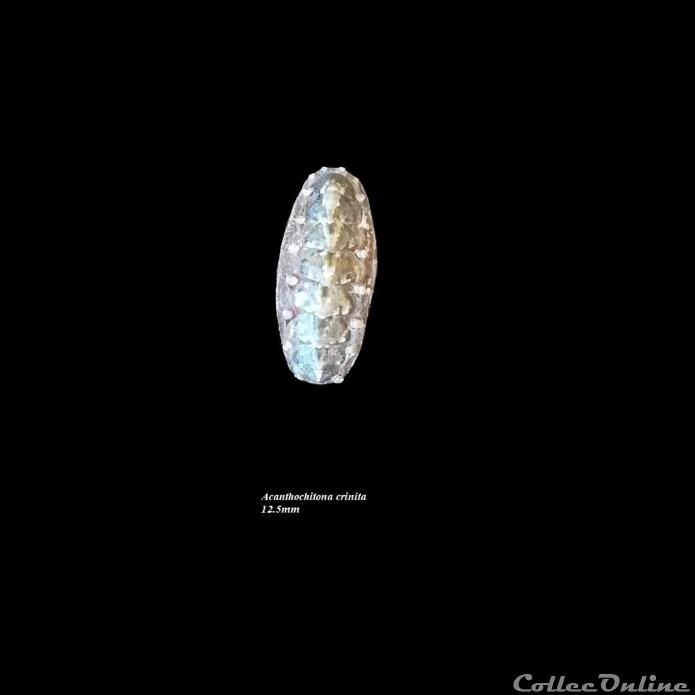 coquillage fossile polyplacophora acanthochitona crinita 12 5mm