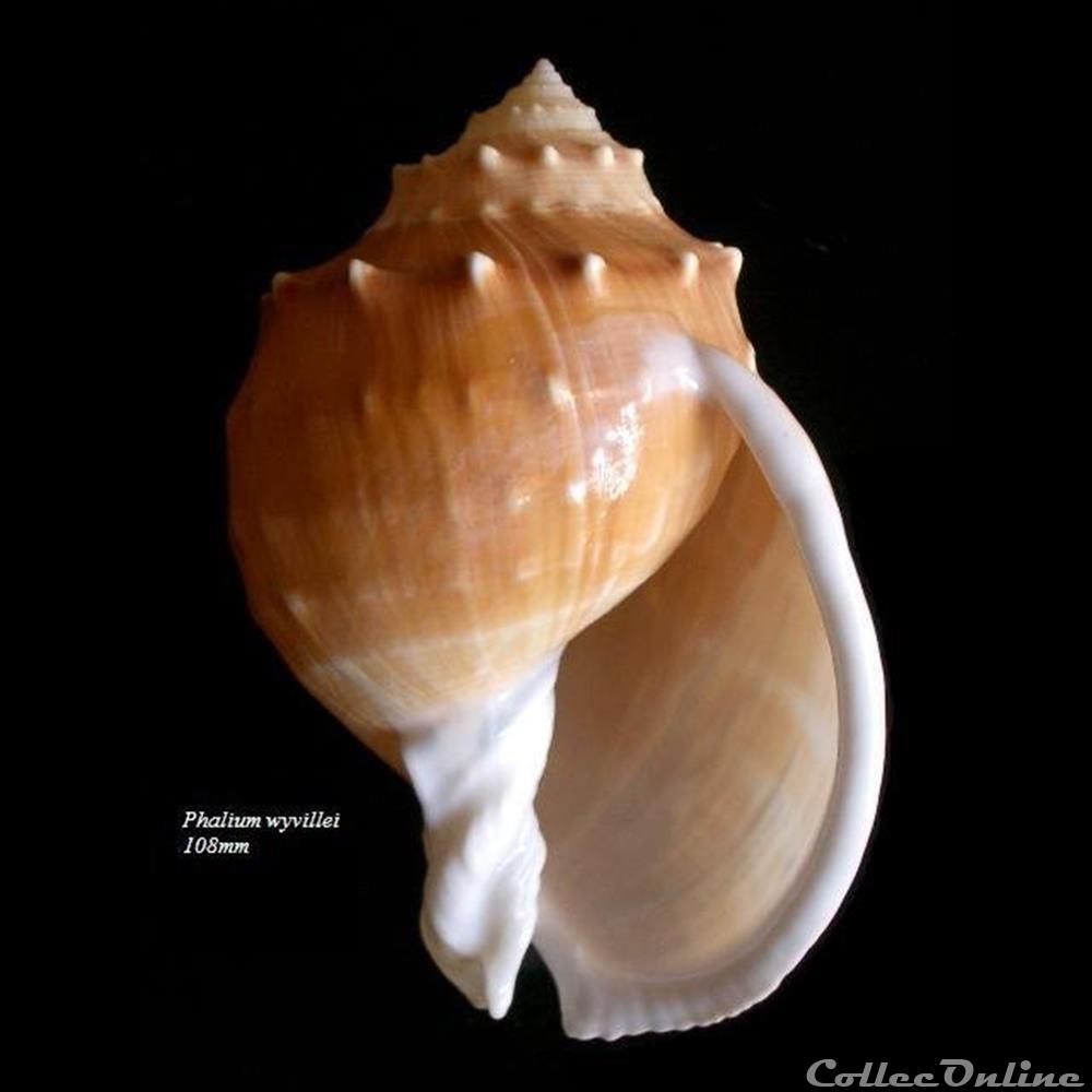 Phalium wyvillei 108mm coquillage fossile gastropodum phalium wyvillei 108mm