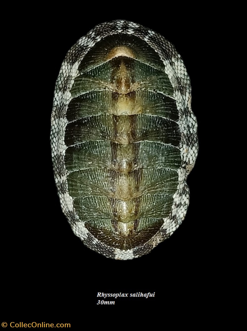 coquillages fossiles polyplacophora rhyssoplax salihafui 30mm