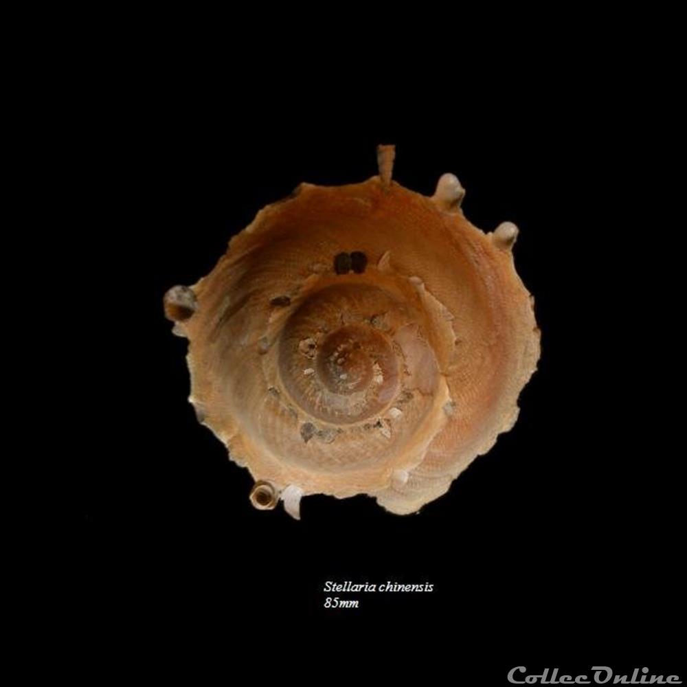 coquillage fossile gastropodum stellaria chinensis 85mm