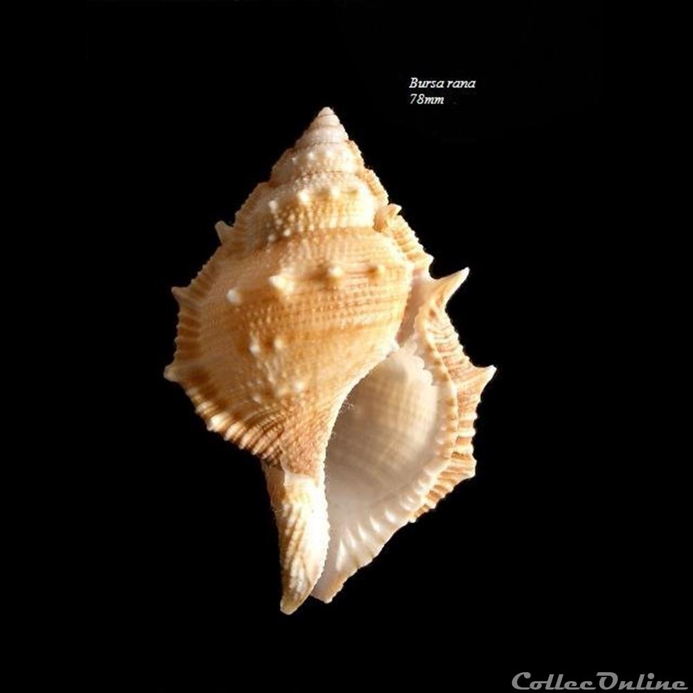 Bursa rana 78mm coquillage fossile gastropodum bursa rana 78mm
