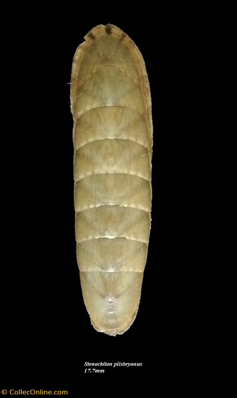 Stenochiton pilsbryanus 17.7mm coquillages fossiles polyplacophora stenochiton pilsbryanus 17 7mm