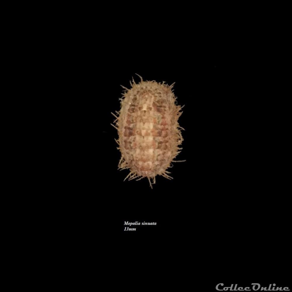 Mopalia sinuata 13mm coquillage fossile polyplacophora mopalia sinuata 13mm