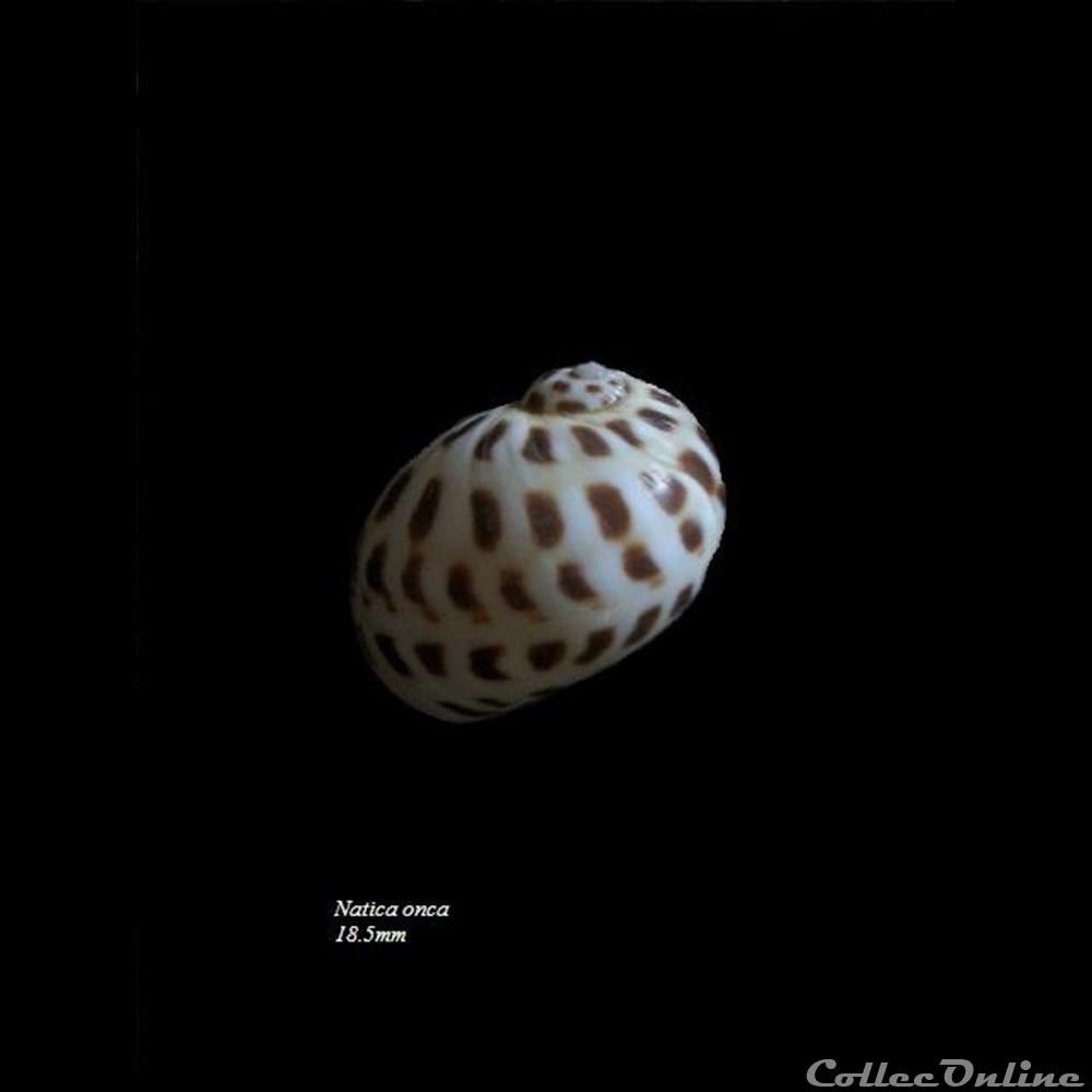 Natica onca 18.5mm coquillage fossile gastropodum natica onca 18 5mm
