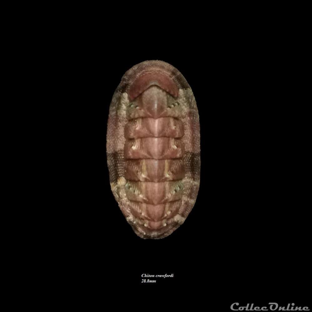 Chiton crawfordi 28.8mm coquillages fossiles polyplacophora chiton crawfordi 28 8mm