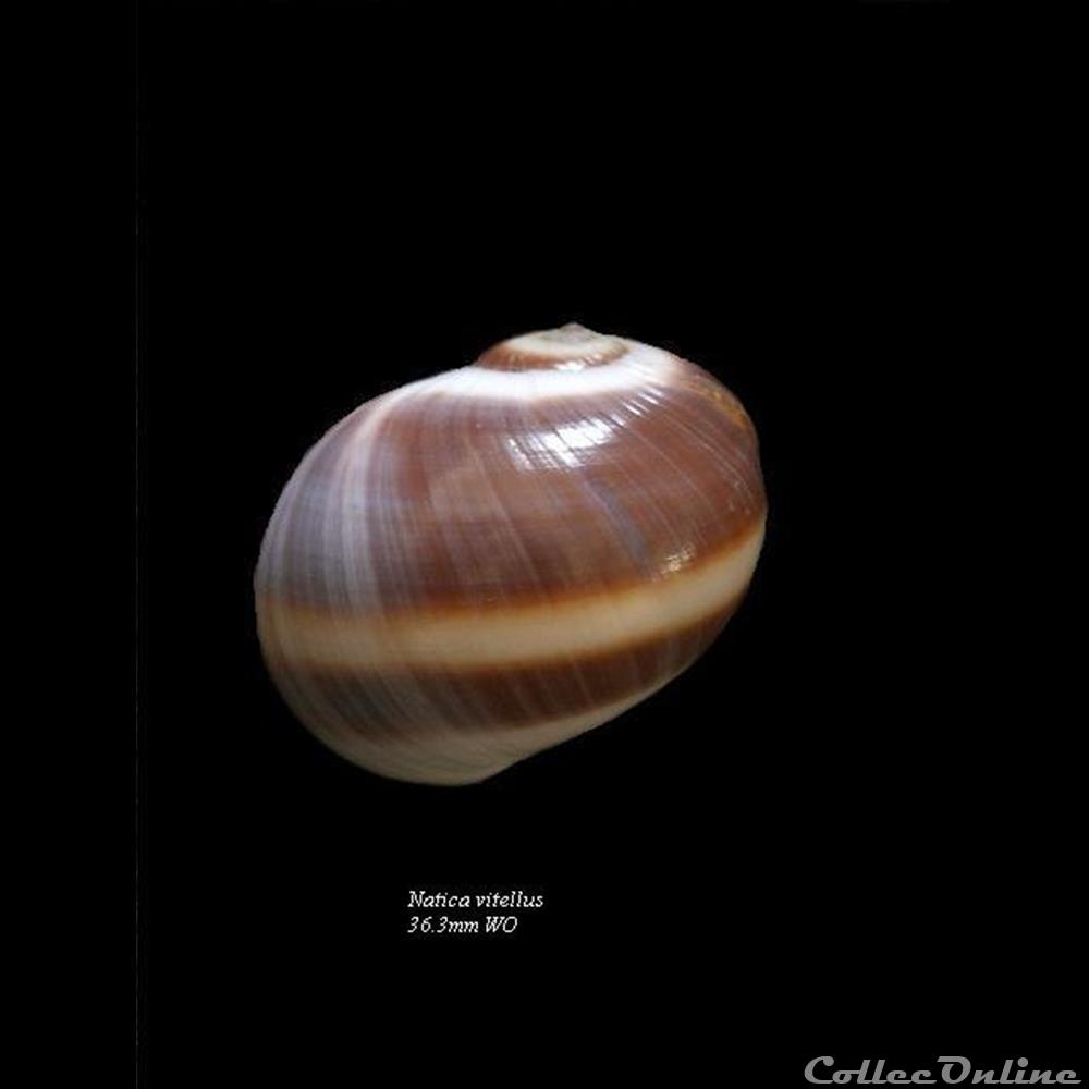 Natica vitellus 36.3mm WO coquillage fossile gastropodum natica vitellus 36 3mm wo