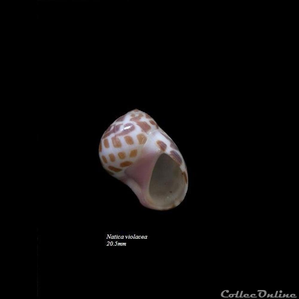 Natica violacea 20.5mm coquillage fossile gastropodum natica violacea 20 5mm