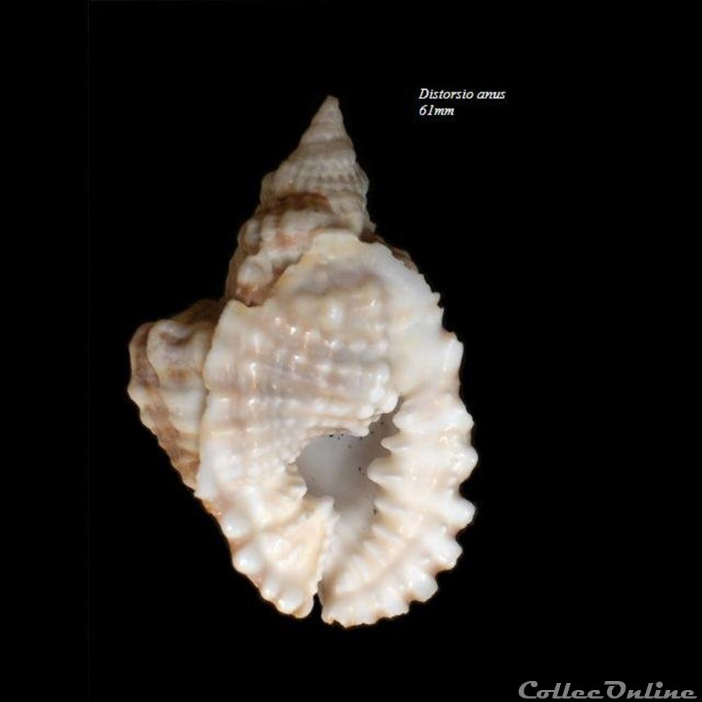 Distorsio anus 61mm coquillage fossile gastropodum distorsio anus 61mm