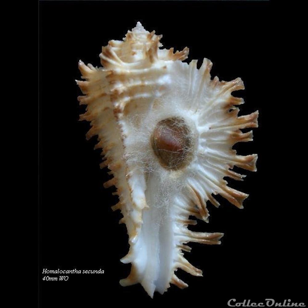 Homalocantha secunda 40mm WO coquillage fossile gastropodum homalocantha secunda 40mm wo