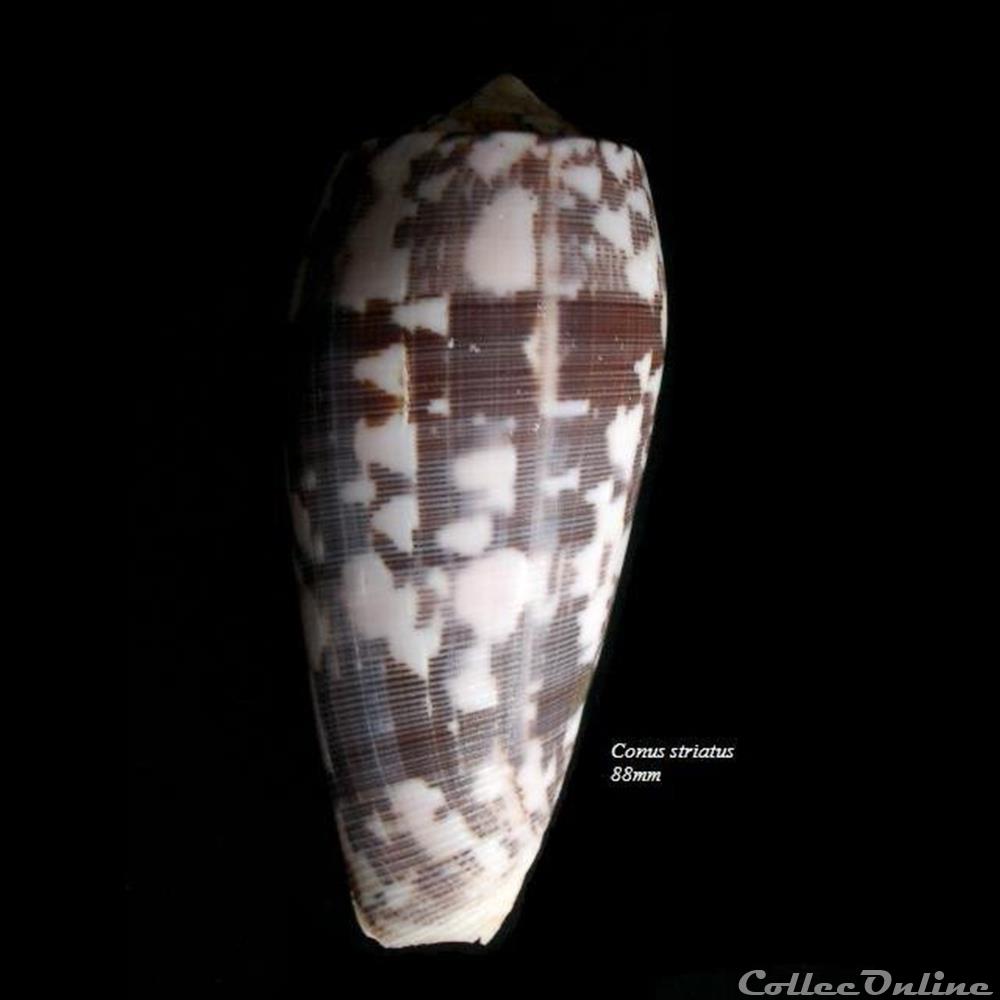 Conus striatus 88mm coquillage fossile gastropodum conus striatus 88mm
