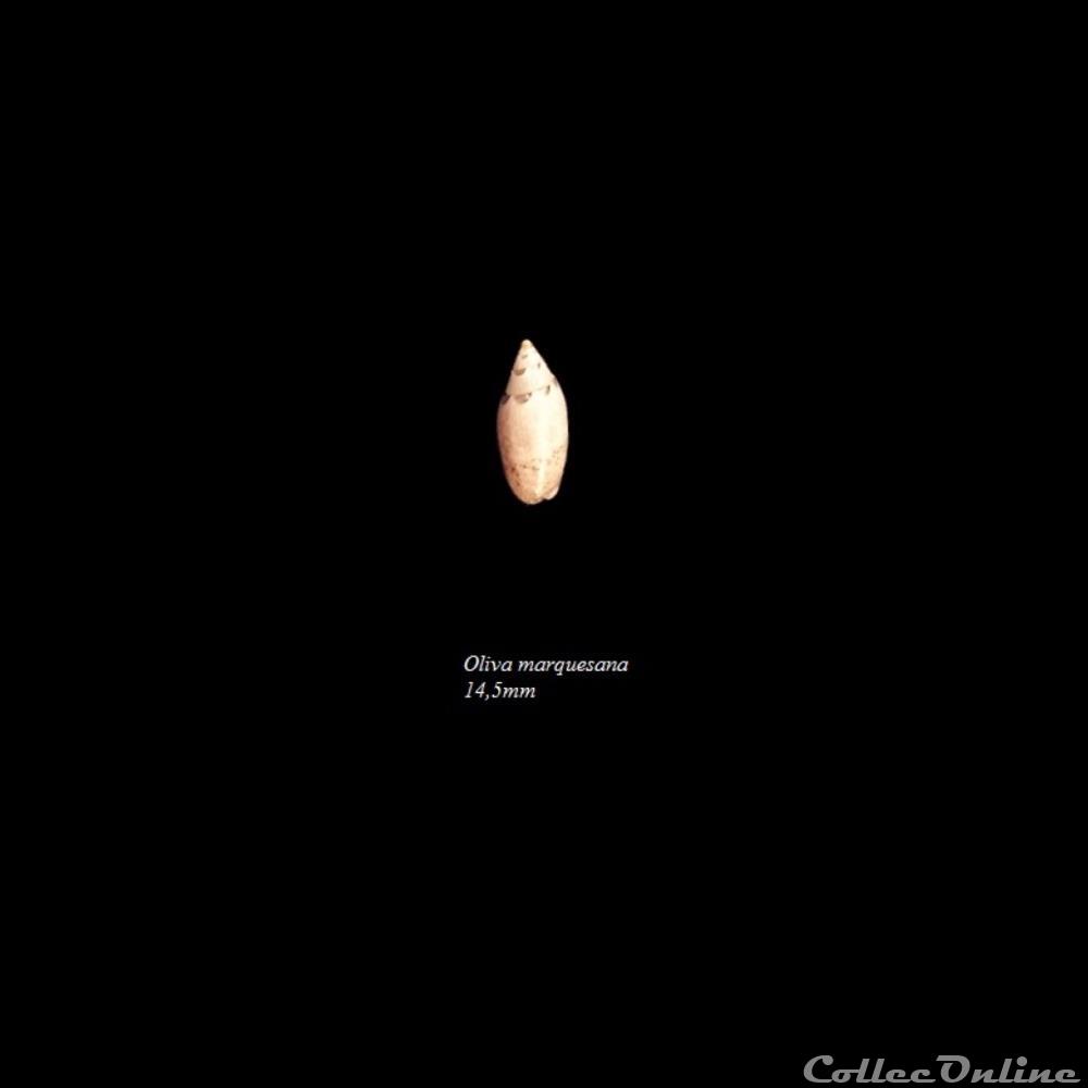 Oliva marquesana 14,5mm coquillage fossile gastropodum oliva marquesana 14 5mm