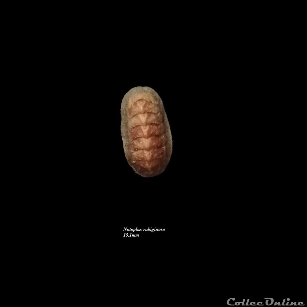 coquillage fossile polyplacophora notoplax rubiginosa 15 1mm