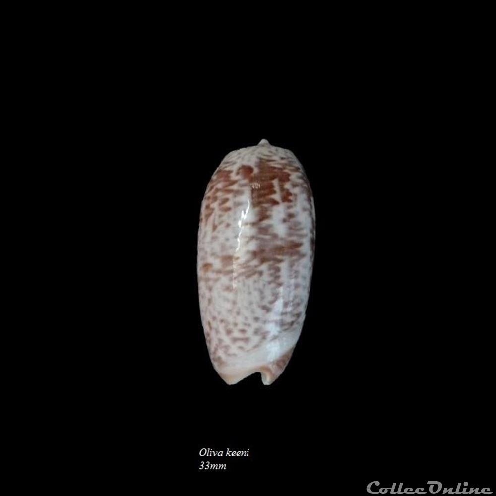 Oliva keeni 33mm coquillage fossile gastropodum oliva keeni 33mm