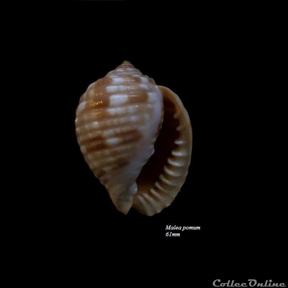 coquillage fossile gastropodum malea pomum 61mm