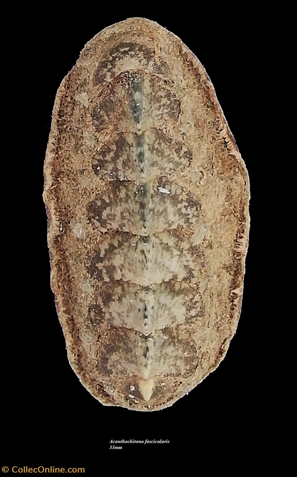 coquillages fossiles polyplacophora acanthochitona fascicularis 33mm