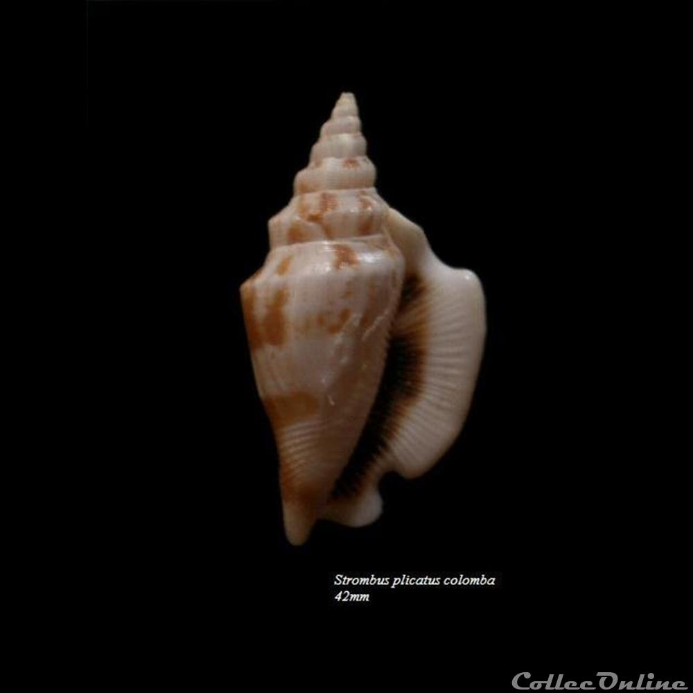 Strombus plicatus colomba 42mm coquillage fossile gastropodum strombus plicatus colomba 42mm