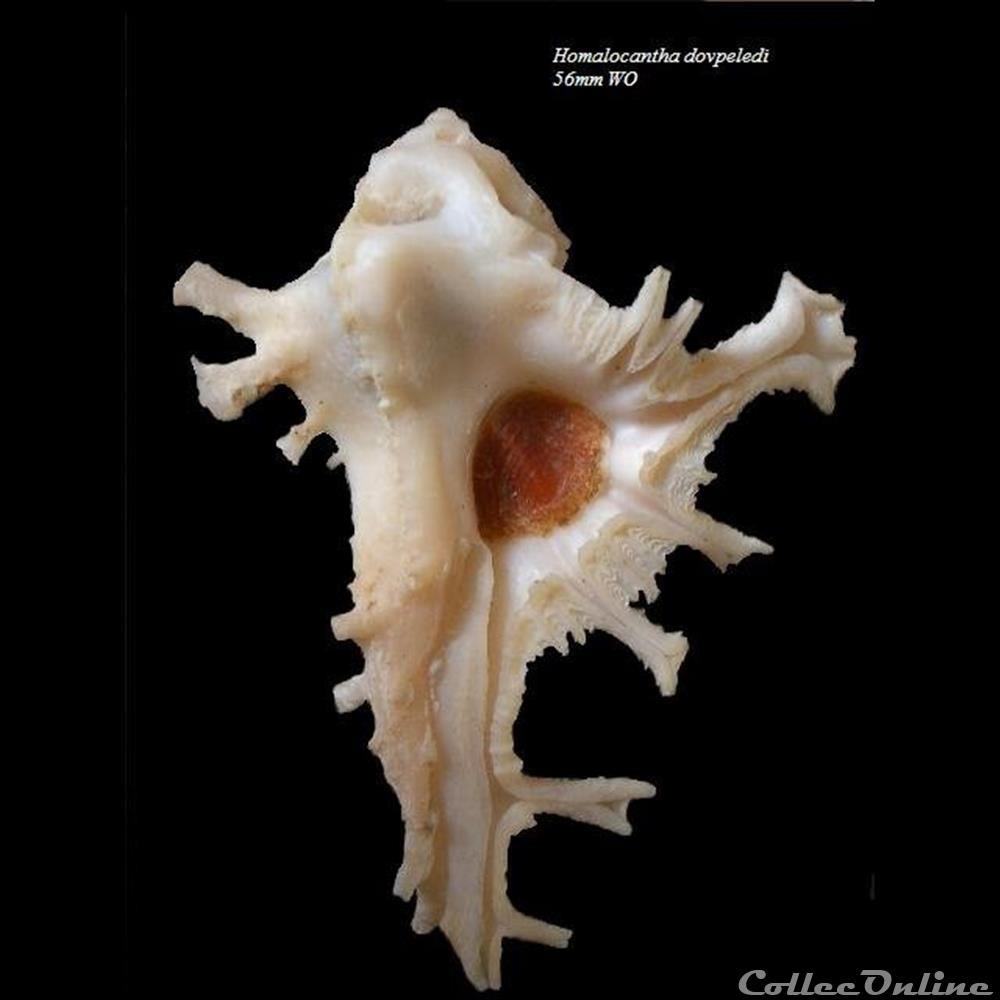 Homalocantha dovpeledi 56mm WO coquillage fossile gastropodum homalocantha dovpeledi 56mm wo