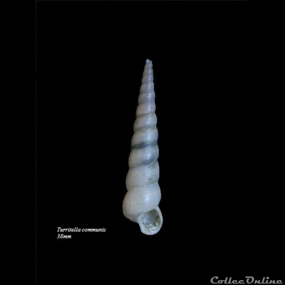 Turritella communis 38mm coquillage fossile gastropodum turritella communis 38mm
