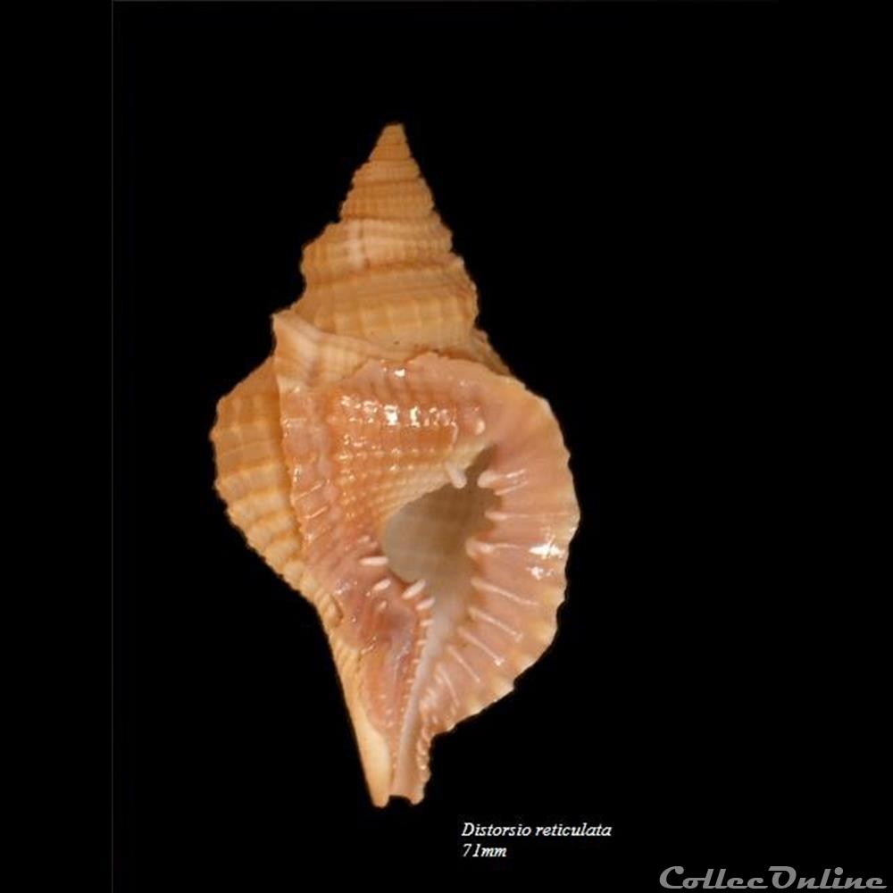 Distorsio reticulata 71mm coquillage fossile gastropodum distorsio reticulata 71mm