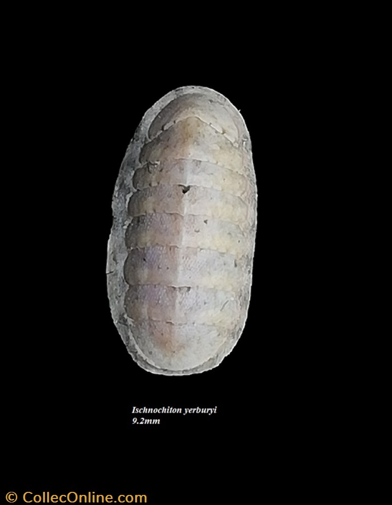 Ischnochiton yerburyi 9.2mm coquillage fossile polyplacophora ischnochiton yerburyi 9 2mm