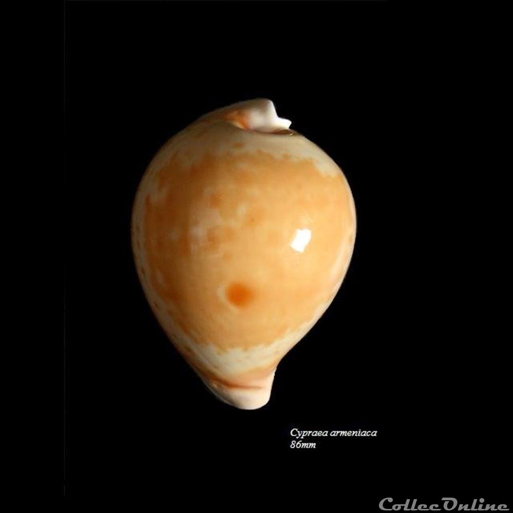 coquillage fossile gastropodum cypraea armeniaca 86mm