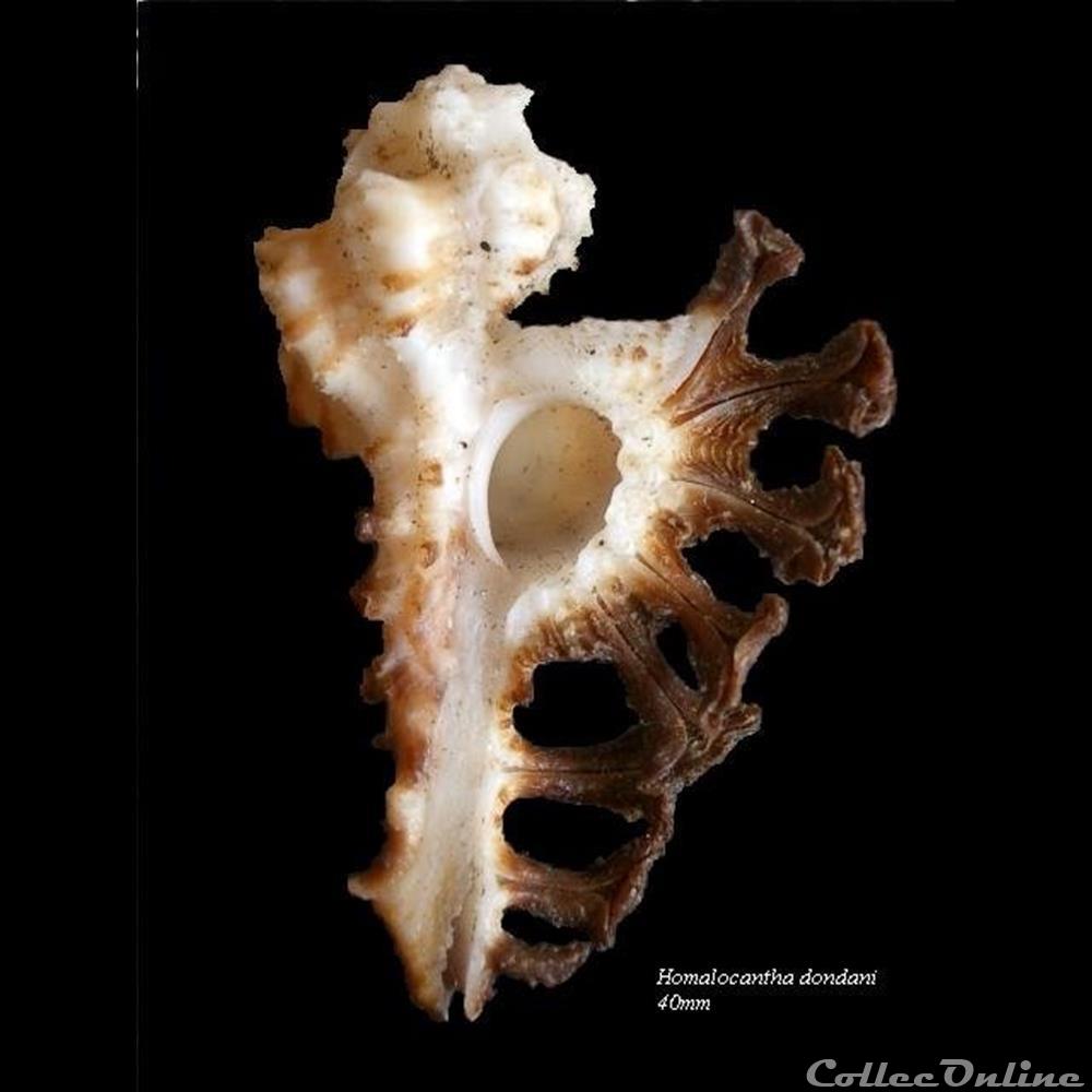 Homalocantha dondani 57.6mm 3 coquillage fossile gastropodum homalocantha dondani 57 6mm