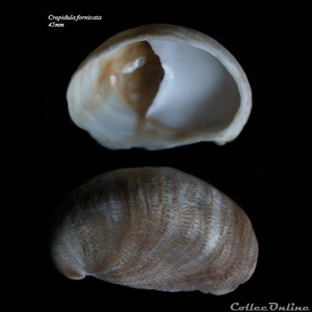 coquillage fossile gastropodum crepidula fornicata 45mm