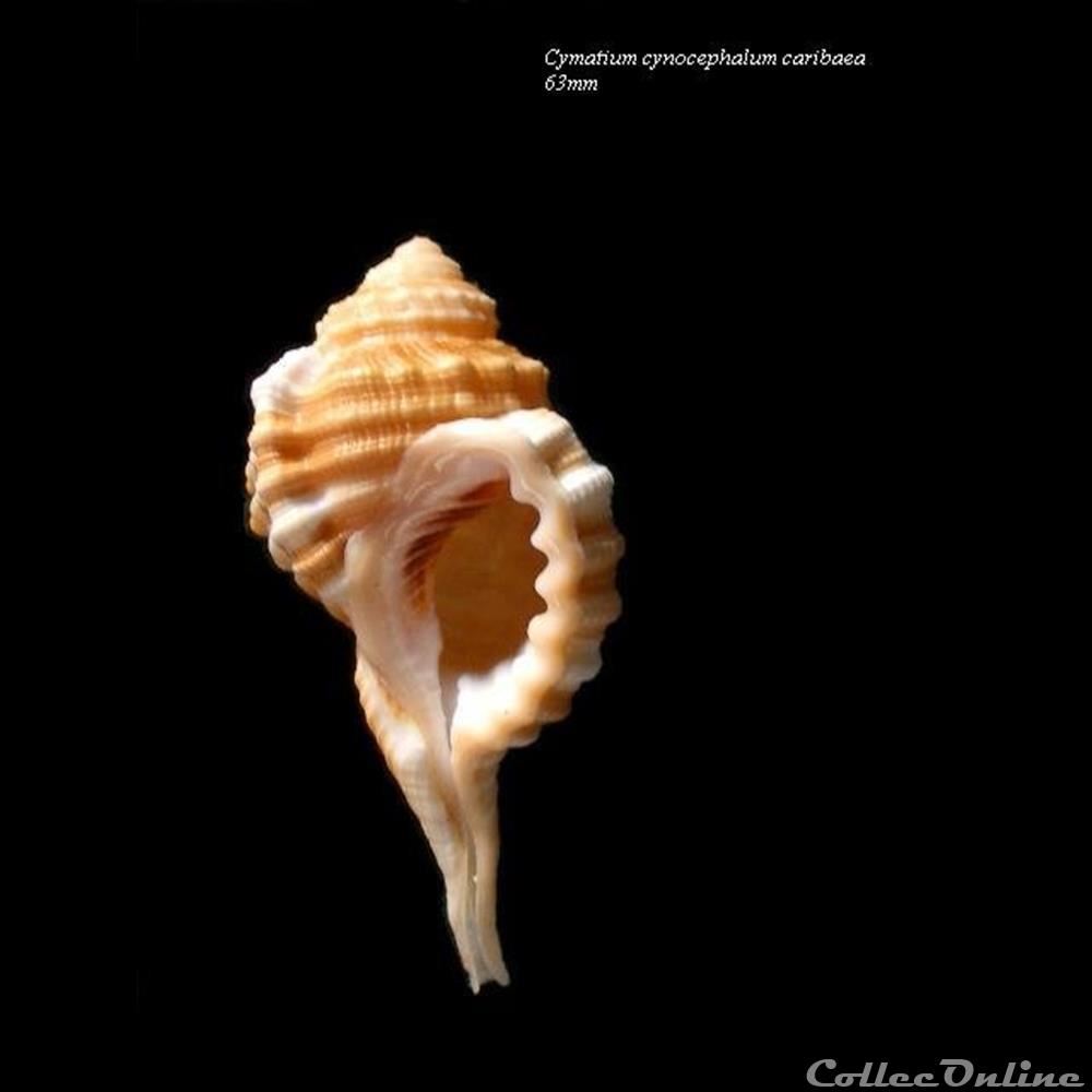 Cymatium cynocephalum caribaea 63mm coquillage fossile gastropodum cymatium cynocephalum caribaea 63mm