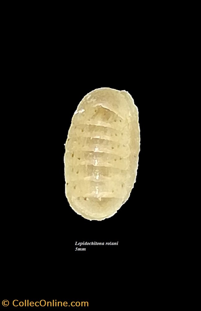 Lepidochitona rolani 5mm coquillages fossiles polyplacophora lepidochitona rolani 5mm
