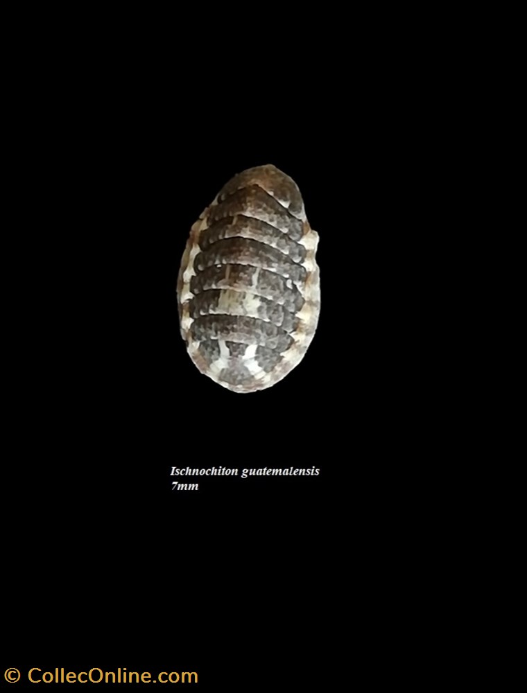Ischnochiton guatemalensis 7mm coquillage fossile polyplacophora ischnochiton guatemalensis 7mm