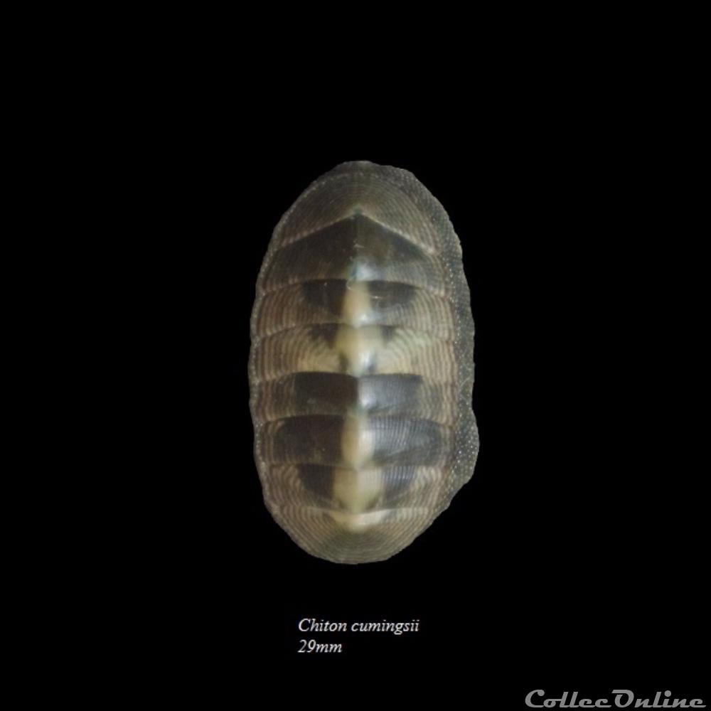 Chiton cumingsii 29mm coquillage fossile polyplacophora chiton cumingsii 29mm