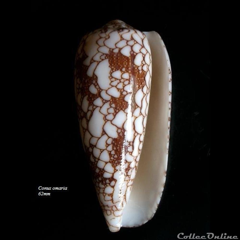Conus omaria 62mm coquillage fossile gastropodum conus omaria 62mm