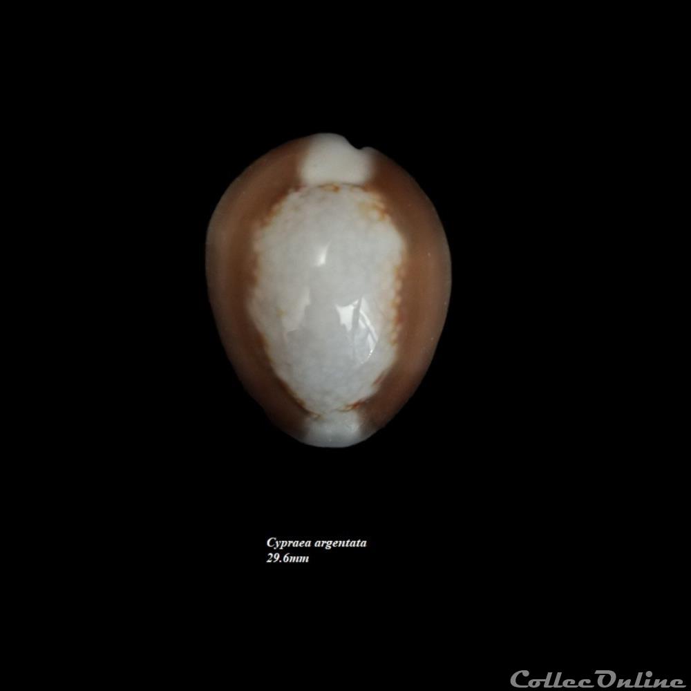 Cypraea argentata 29.6mm coquillage fossile gastropodum cypraea argentata 29 6mm