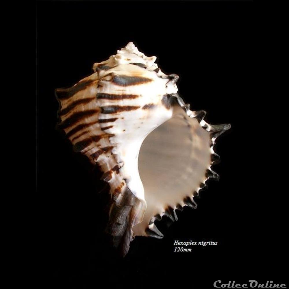 Hexaplex nigritus 120mm coquillage fossile gastropodum hexaplex nigritus 120mm