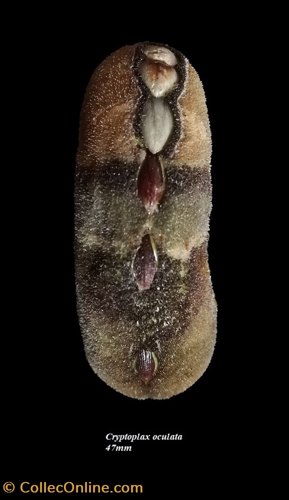 Cryptoplax oculata 47mm coquillages fossiles polyplacophora cryptoplax oculata 47mm