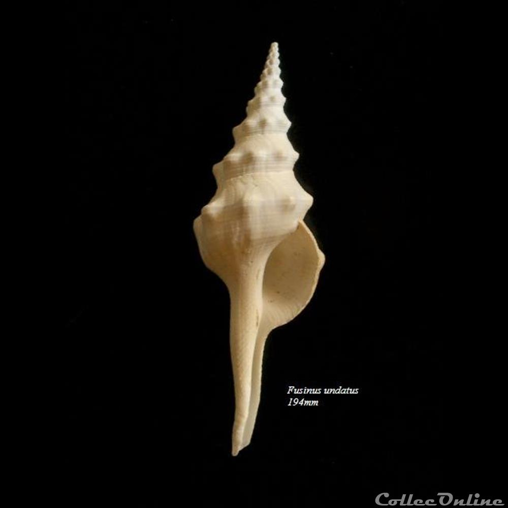 coquillage fossile gastropodum fusinus undatus 194mm