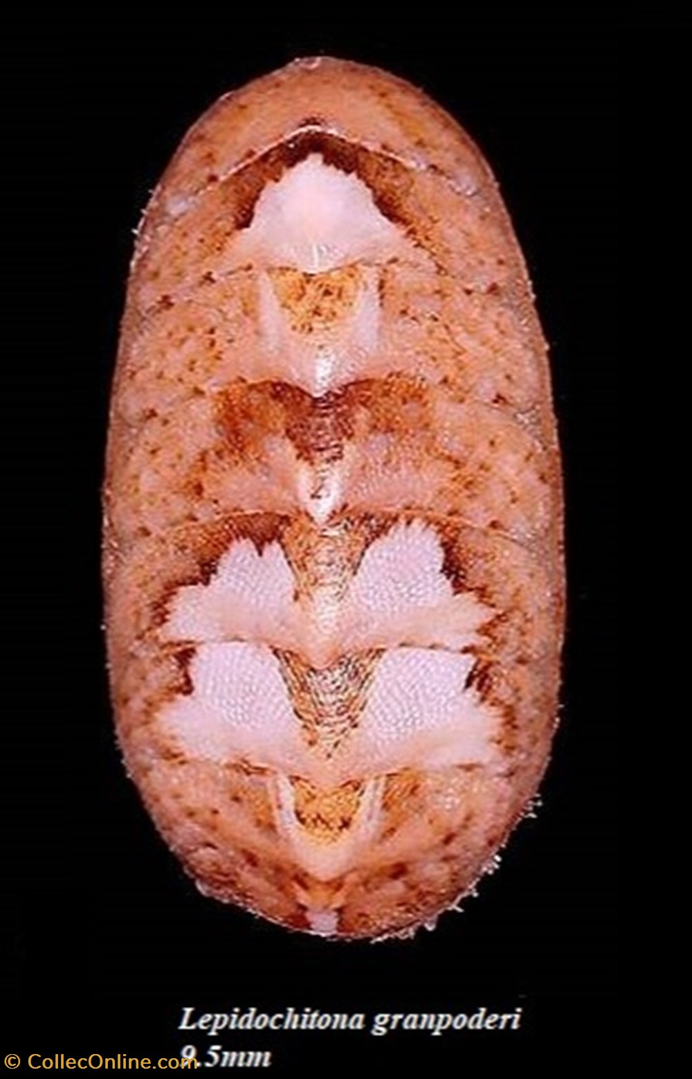 Lepidochitona granpoderi 9.5mm coquillages fossiles polyplacophora lepidochitona granpoderi 9 5mm