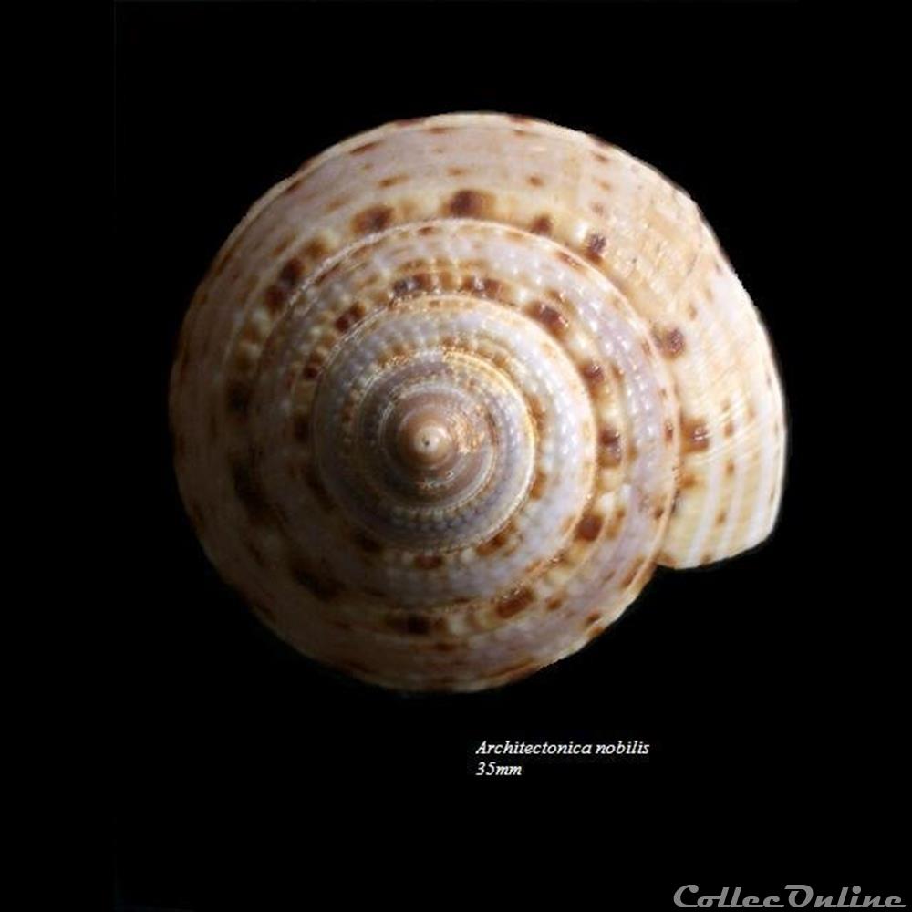 Architectonica nobilis 35mm coquillage fossile gastropodum architectonica nobilis 35mm