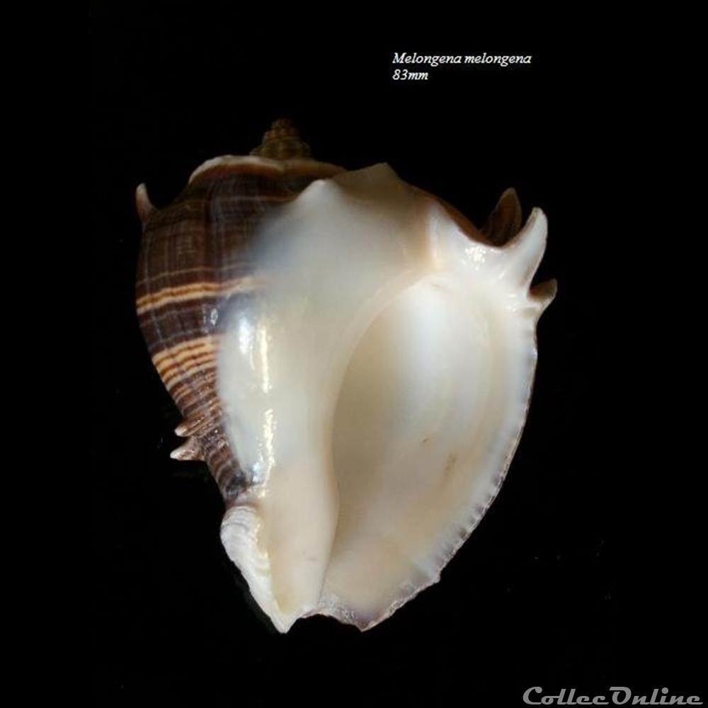 Melongena melongena 83mm coquillage fossile gastropodum melongena melongena 83mm